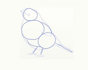 cara menggambar burung 4