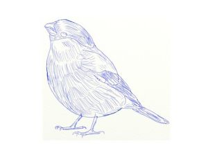 cara menggambar burung 6