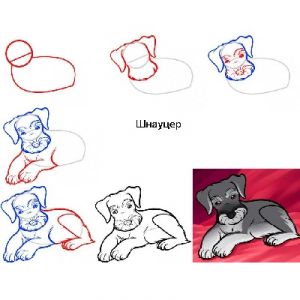 come disegnare un cane per bambini 7