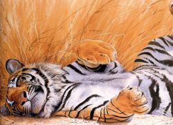 Come disegnare una tigre