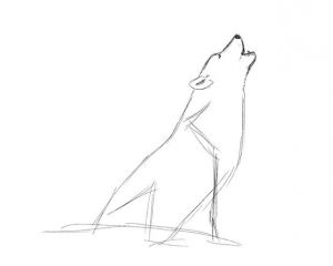 come disegnare un lupo 15
