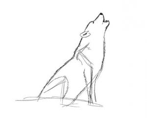 cara menggambar serigala 16