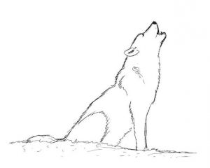 cara menggambar serigala 17