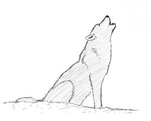 cara menggambar serigala 18