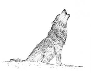 как нарисовать волка 19