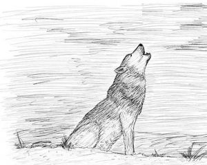 come disegnare un lupo 20