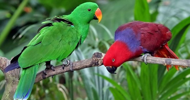 Bagaimana cara menentukan jantina burung nuri - tanda-tanda sebenar perbezaan dalam baka yang paling popular