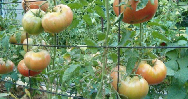 Bagaimana untuk mengikat tomato di rumah hijau - cara terbaik