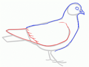 Come dipingere un piccione in matita Passo dopo passo 24