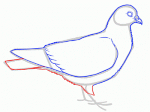 Come disegnare un piccione per un piccione in più fasi 25