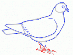 Come dipingere un piccione in matita passo dopo passo 26