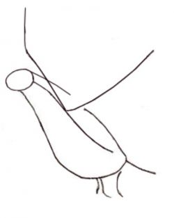 Come dipingere un piccione in matita Passo dopo passo 2