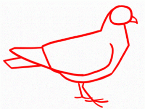 Come disegnare un piccione a matita negli stadi 19