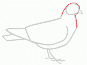 Come disegnare un piccione in un piccione per i bambini 20