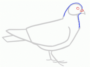 Come dipingere un piccione in matita passo dopo passo 21