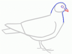 Come dipingere un piccione in matita Passo dopo passo 22