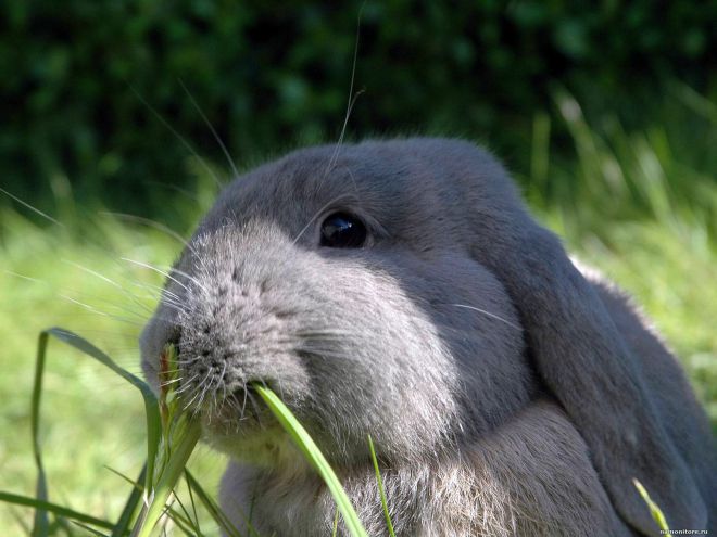Apa jenis rumput yang boleh anda makan arnab