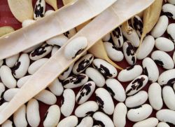 bagaimana cara mencurahkan daun kacang dengan betul