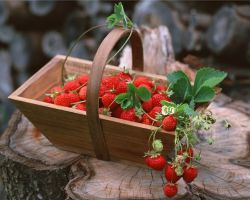 Bagaimana untuk menanam strawberi dari benih