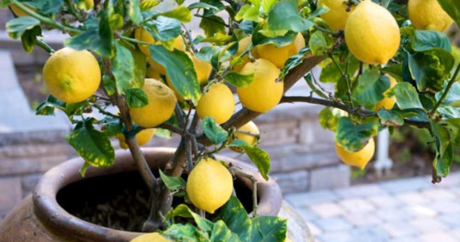 Bagaimana untuk menanam lemon - semua yang perlu anda ketahui tentang pokok limau