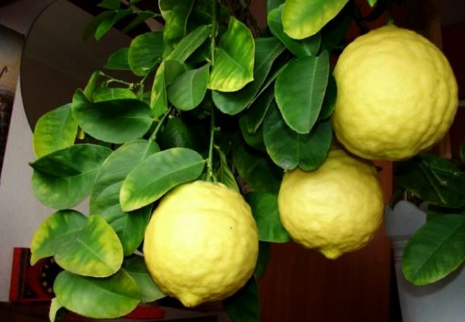 apa jenis lemon yang lebih baik untuk berkembang di sebuah apartmen