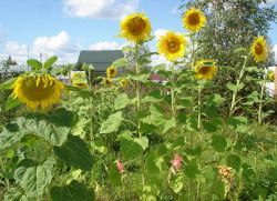 Bagaimana untuk menanam bunga matahari dalam dacha