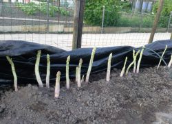 Bagaimana membesar asparagus dari benih