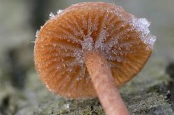 как заморозить грибы