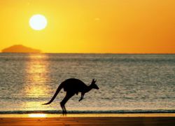 Kurie gyvūnai gyvena Australijoje