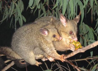 Kokie gyvūnai gyvena Australijoje 3