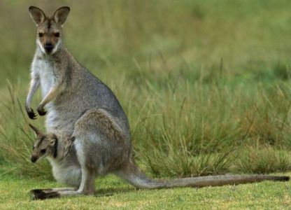 Kurie gyvūnai gyvena Australijoje 8