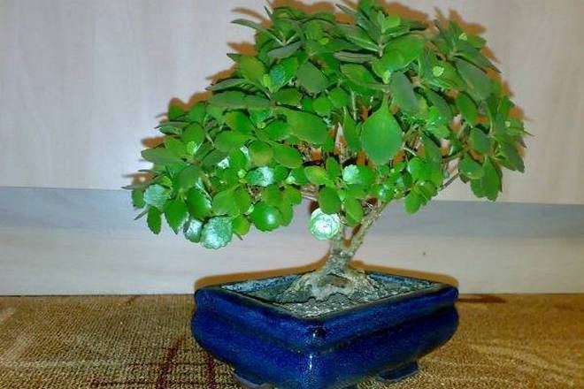 bagaimana membuat calanchoe calandhi bonsai