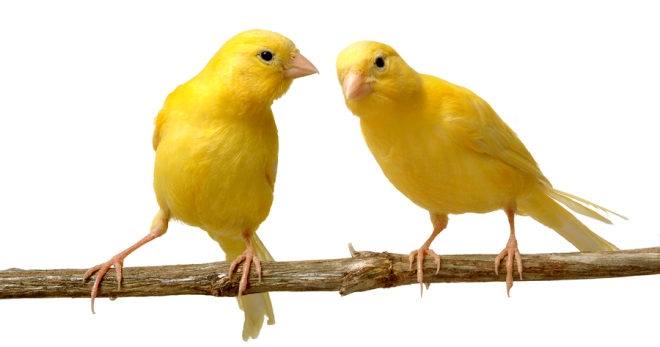 Canary - penyelenggaraan dan penjagaan, bagaimana untuk menjaga burung songbird terbaik?