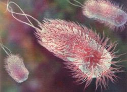 gejala E. coli pada orang dewasa