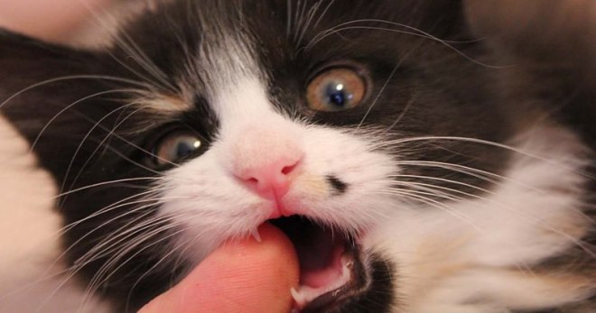 Apabila anak kucing menukar gigi mereka - bagaimana untuk memastikan penjagaan yang betul?