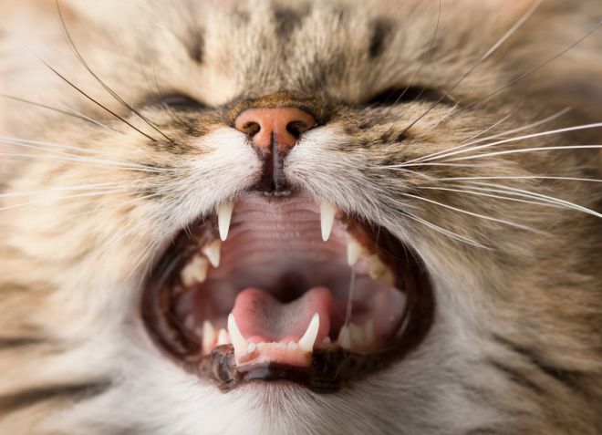 perubahan gigi dalam kucing Scotland