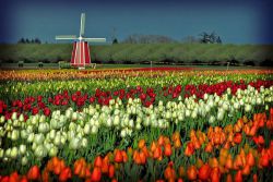 オランダでいつチューリップが咲きますか Proektdem Com