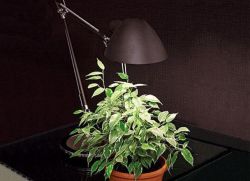 luce per piante d'appartamento