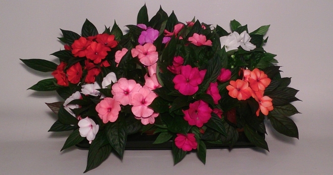 Bilik balsam - tips untuk penjagaan para pemula florists