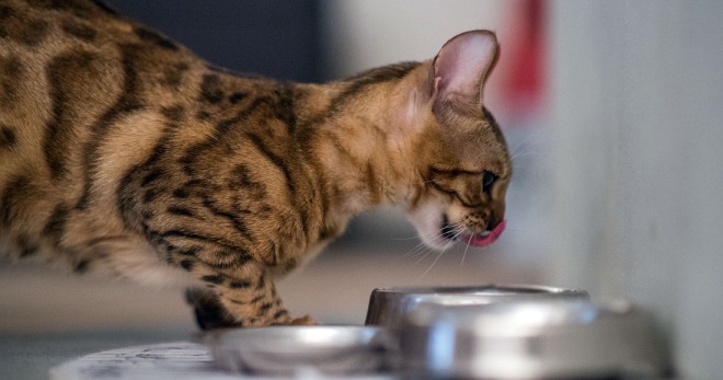 Makanan dalam tin untuk kucing - bagaimana memilih makanan yang betul?