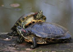 赤い盲目のカメは目を開かない1