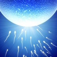kehadiran leukosit dalam spermogram