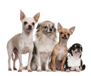 Cani di piccola taglia - nome di razza5