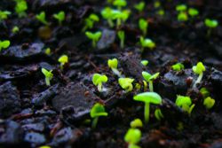 bagaimana untuk mengembangkan daisy dari benih