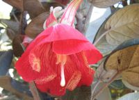 Bunga kebangsaan Trochetia boutoniana