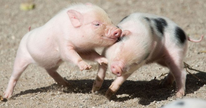 Mini-babi - babi hiasan, ciri-ciri penyelenggaraan dan penjagaan