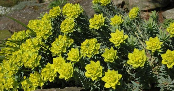 Specie Euphorbia - varietà e caratteristiche di cura
