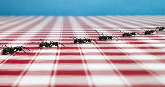 Semut di apartmen - ubat yang paling berkesan untuk semut rumah di apartmen