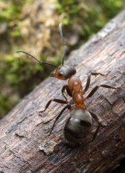 skruzdžių rūgšties panaudojimas