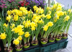daffodils dalam periuk